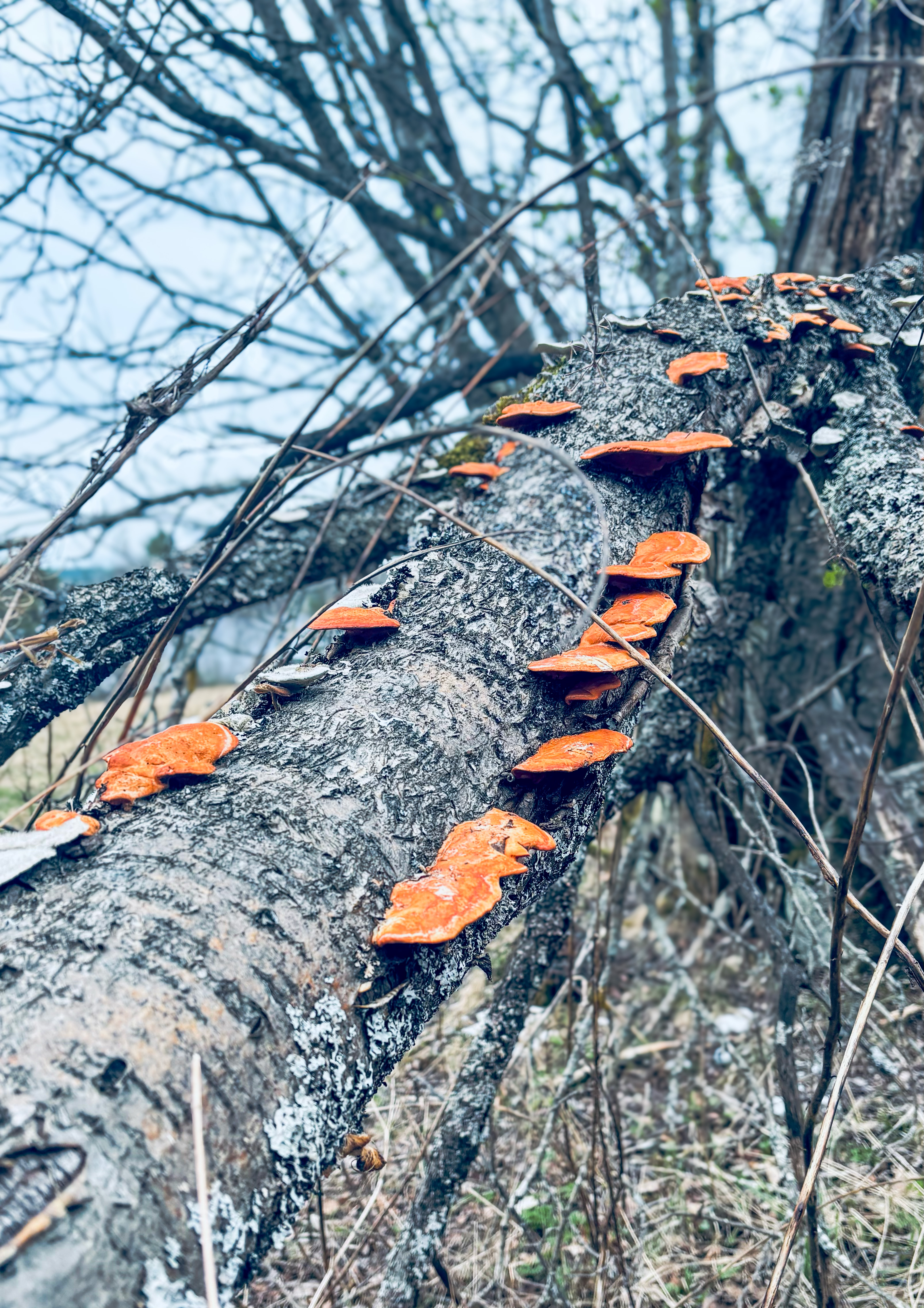 Kääpä kasvaa kaatuneen puun rungolla